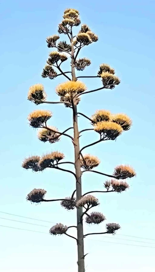 Dikili’de 30 yıllık agave çiçek açtı
