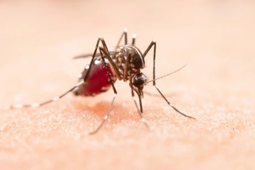 Dikkat: Chikungunya Vir&uuml;s&uuml; Yayılıyor!