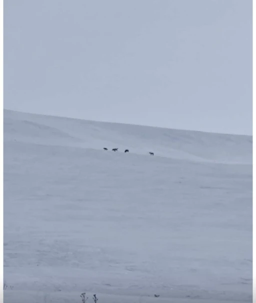 Diyadin&rsquo;de kurt s&uuml;r&uuml;s&uuml; g&ouml;r&uuml;ld&uuml;
