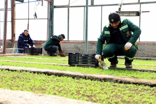Diyarbakır&rsquo;a 2 milyon &Ccedil;in karanfili ekilecek

