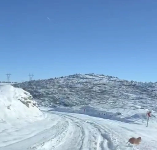 Diyarbakır&rsquo;da a&ccedil; kalan kurt ve domuz s&uuml;r&uuml;s&uuml; yerleşim yerine indi
