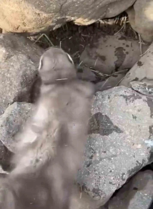 Diyarbakır’da bitkin halde bulunan gelincik, vatandaşlar tarafından görüntülendi
