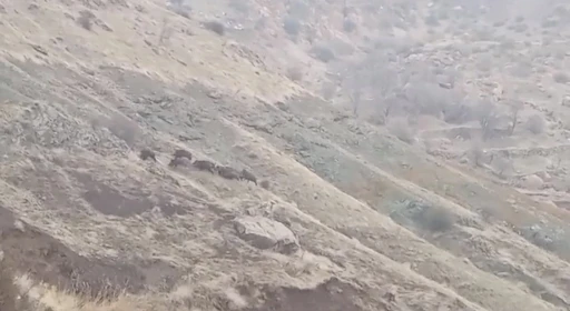 Diyarbakır&rsquo;da domuz s&uuml;r&uuml;s&uuml; g&ouml;r&uuml;nt&uuml;lendi
