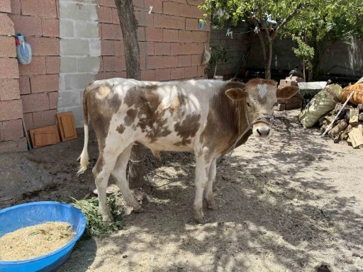 Diyarbakır’da firari buzağı 9 ay sonra sahibine teslim edildi
