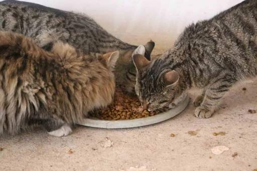 Diyarbakır&rsquo;da hayvanların sessiz kahramanı

