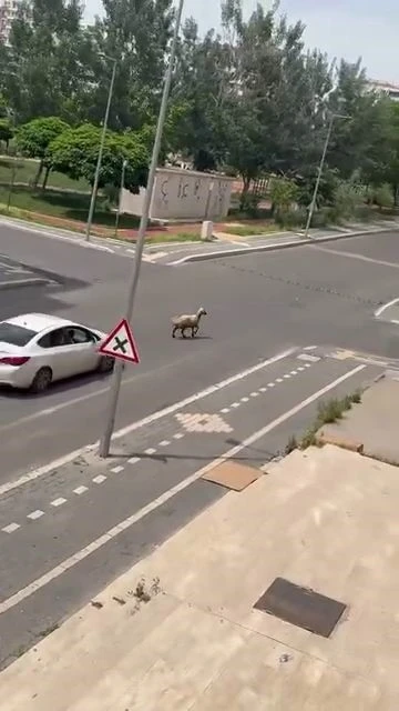 Diyarbakır&rsquo;da ka&ccedil;an kurbanlık trafiğin altını &uuml;st&uuml;ne getirdi
