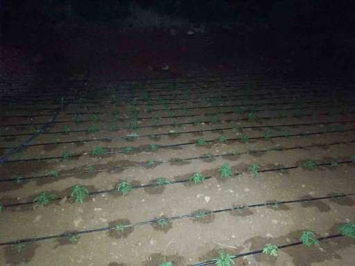 Diyarbakır’da kenevir tarlasını damlama sistemiyle suladılar

