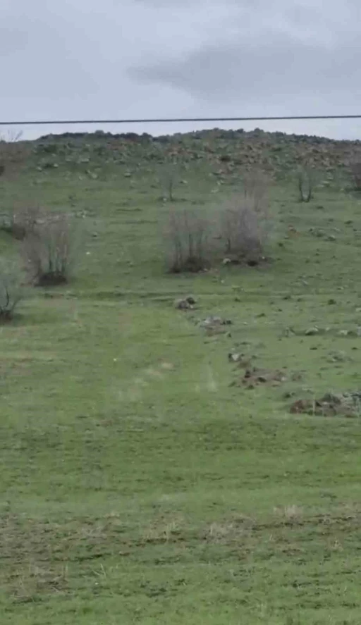 Diyarbakır&rsquo;da kurt s&uuml;r&uuml;s&uuml; g&ouml;r&uuml;nt&uuml;lendi
