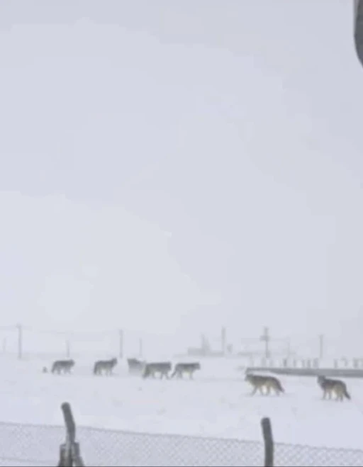 Diyarbakır&rsquo;da kurtlar yerleşim yerlerine indi
