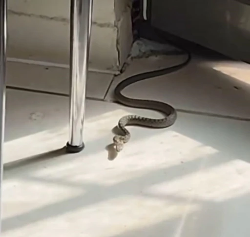 Diyarbakır’da mutfağa giren yılanı gören kedi zıpladı
