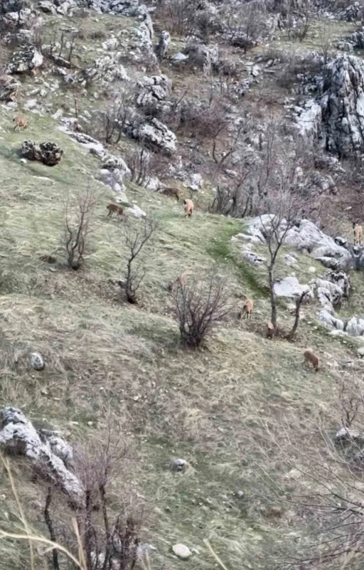 Diyarbakır&rsquo;da nesli koruma altında olan dağ ke&ccedil;ileri g&ouml;r&uuml;ld&uuml;
