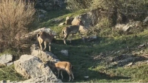 Diyarbakır&rsquo;da pop&uuml;lasyonu hızlı artan dağ ke&ccedil;ileri g&ouml;r&uuml;ld&uuml;
