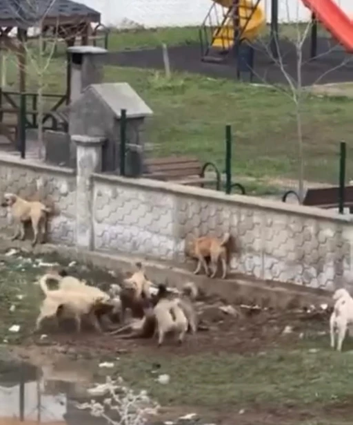 Diyarbakır&rsquo;da sokak k&ouml;peklerinin bir k&ouml;peği par&ccedil;alamaya &ccedil;alıştığı anlar kamerada
