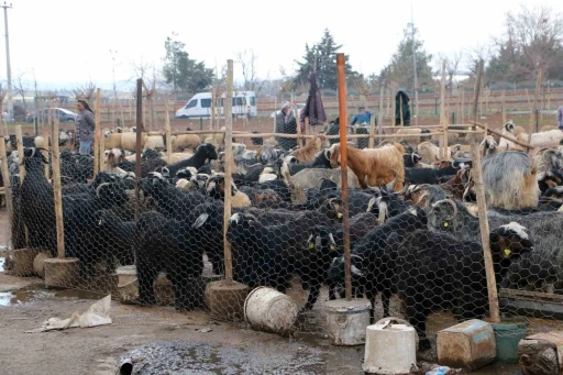 Diyarbakır&rsquo;da vatandaşlar sofralara bırakacağı eti canlı hayvan pazarından almayı tercih ediyor
