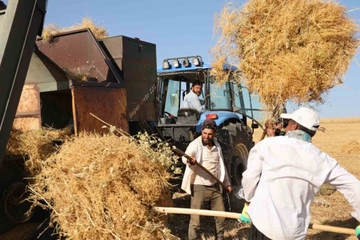 Diyarbakır&rsquo;da y&uuml;ksek sıcaklıkta hasat
