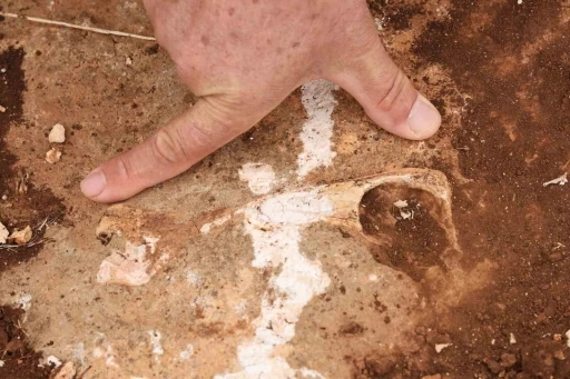 Diyarbakır&rsquo;da y&uuml;z milyonlarca yıl &ouml;nceye ait fosiller bulundu
