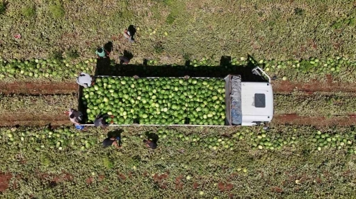 Diyarbakır karpuzunda hasat devam ediyor: Tarlada kilosu 1-2 lira
