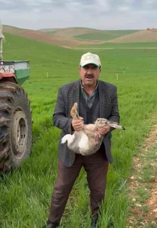 Diyarbakırlı &ccedil;ift&ccedil;i, tarlada yakaladığı gebe tavşanı yaşam alanına bıraktı
