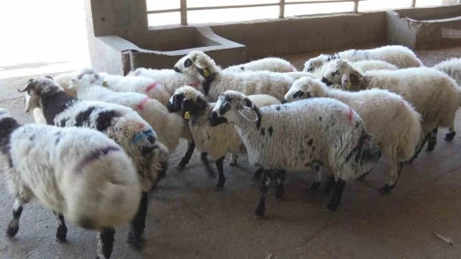 Diyarbakırlı kasaptan &quot;Kasaplık Belgesi olmayan bıçağı alıp çıkmasın&quot; uyarısı
