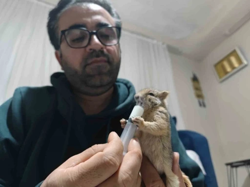Doğa gezisinde bulduğu yavru sincabı sahiplendi
