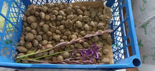 Doğa y&uuml;r&uuml;y&uuml;ş&uuml;nde bulduğu salep orkidesi hayatını değiştirdi: 60 bin fideyle salep &uuml;reticisi oldu
