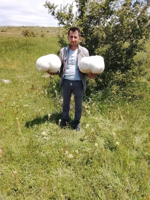 Doğada 20 kiloluk mantar buldu
