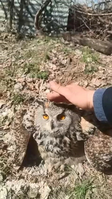 Doğada bulduğu puhu kuşunu &lsquo;fıstık&rsquo; diyerek sevdi
