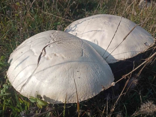 Doğada büyüyen dev mantarlar şaşkına çevirdi
