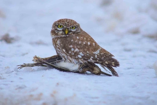 Doğada hayatta kalma m&uuml;cadelesi
