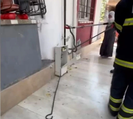 Doğal gaz kutusuna giren yılan doğal ortamına bırakıldı
