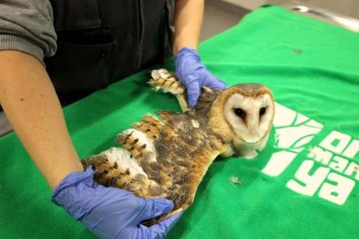 Doğanın şifası Ormanya’da: &quot;Bu merkez yaban hayvanlarına umut oluyor&quot;
