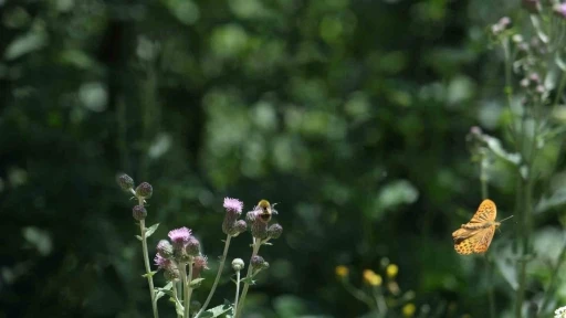 Doğaseverler Kuzuyayla’da 144 farklı tür gözlemledi
