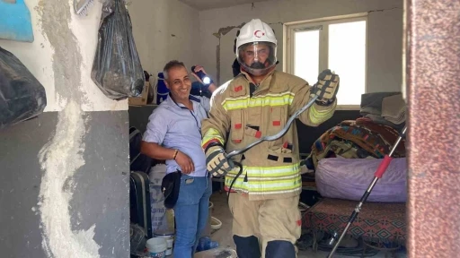 Doğaya bırakıldığı esnada yönünü şaşıran yılan gülümsetti
