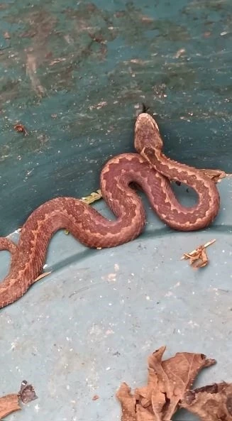 Doğu Karadeniz’de ayılardan sonra yılanlar da kış uykusuna yatmadı
