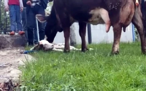 Doğum sancısı çeken ineği, belediye ekipleri doğurttu
