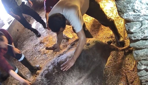 Doğum yapmakta zorlandığı i&ccedil;in ekmek bı&ccedil;ağı ile ameliyat edilip sezaryen yapılan inek telef oldu
