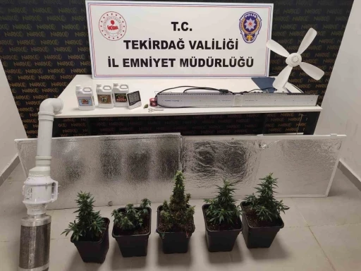 Dolaptan kenevir serası çıktı
