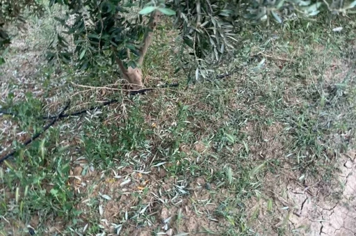 Dolu, kayısı ve zeytinlere zarar verdi
