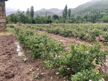 Dolu yağışı gül bahçelerini vurdu, tomurcuklar yerlere saçıldı
