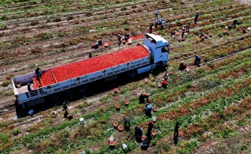 Domatesin tarlada kilogram fiyatı 3 liraya kadar düştü
