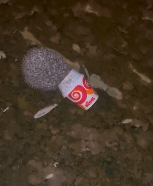 Dondurma kutusuna kafası sıkışan kirpiyi itfaiye kurtardı
