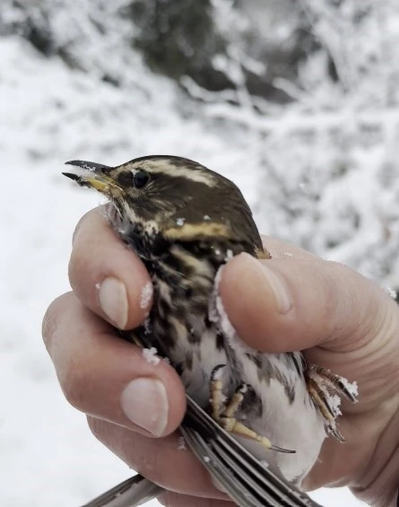 Donmak &uuml;zere olan kuşu aracına alarak ısıttı
