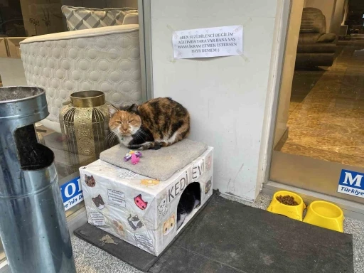 D&uuml;kkan &ouml;n&uuml;ndeki kedi i&ccedil;in asılan ilgin&ccedil; not dikkat &ccedil;ekti: "Dilenci değilim"
