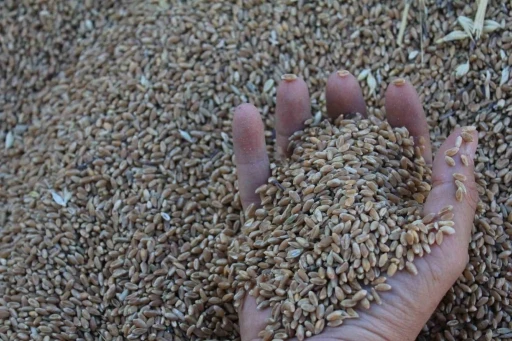 D&uuml;nya hububat &uuml;retiminde bir ilk ger&ccedil;ekleşecek
