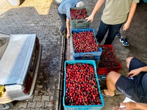 D&uuml;nya sofralarını s&uuml;sleyen &rsquo;Napolyon&rsquo; kirazda bereket yaşanıyor
