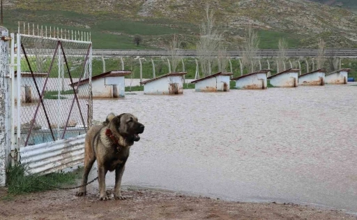 D&uuml;nyaca &uuml;nl&uuml; Anadolu aslanlarının yuvaları sular altında kaldı
