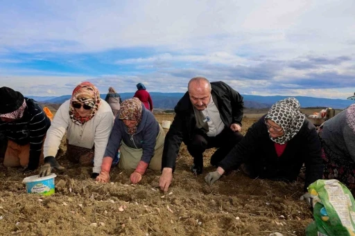 D&uuml;nyaca &uuml;nl&uuml; Taşk&ouml;pr&uuml; sarımsağının ekim sezonu erken başladı
