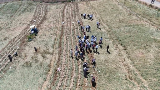 D&uuml;nyaca &uuml;nl&uuml; Taşk&ouml;pr&uuml; sarımsağının hasadı başladı
