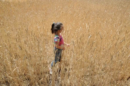 Dünyada artan talep hububat üretimini 62 milyon ton yükseltecek
