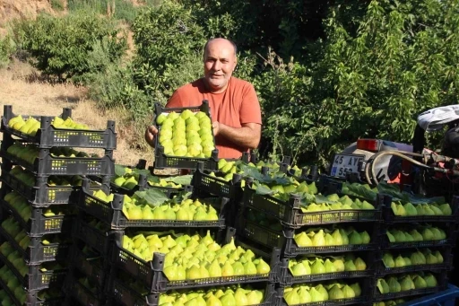 D&uuml;nyanın ilk incirinde son hasat bereketi
